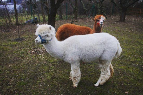 Nasza Zagroda Alpaki i Przyjaciele